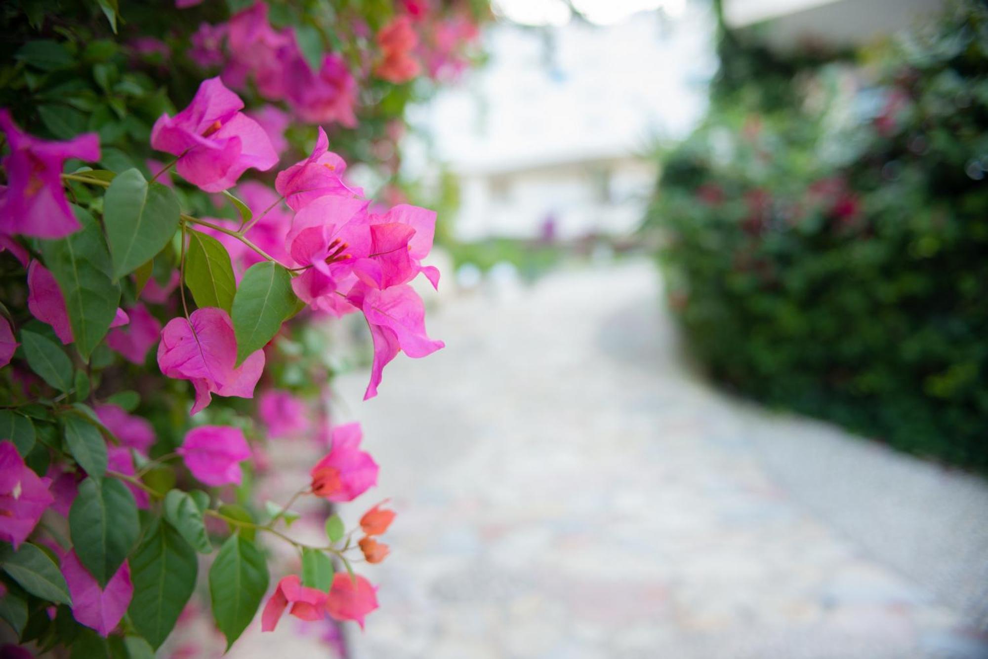 Apartamento Bougainville Bay *